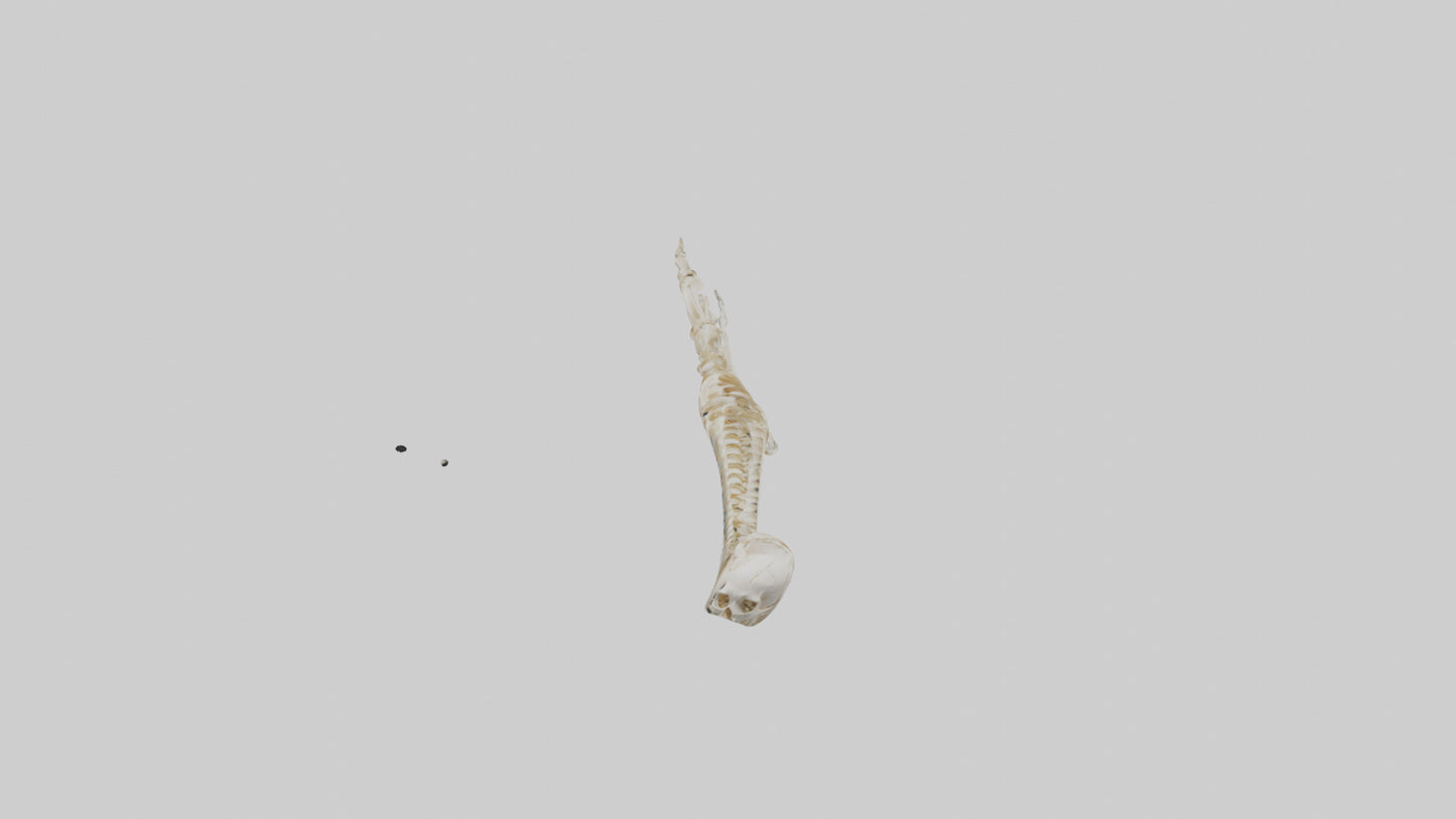 Human Arm Skeleton model VR / AR / low-poly