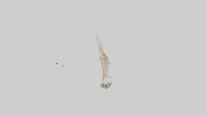 Human Arm Skeleton model VR / AR / low-poly