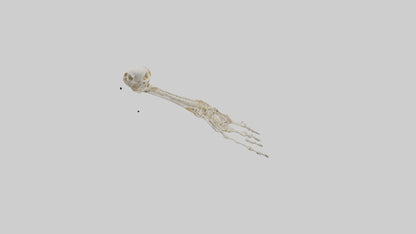 Human Arm Skeleton model VR / AR / low-poly