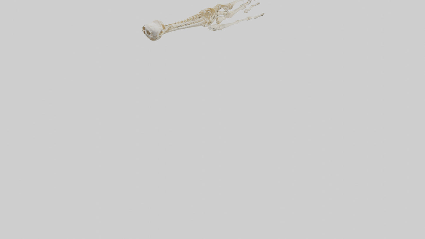 Human Arm Skeleton model VR / AR / low-poly