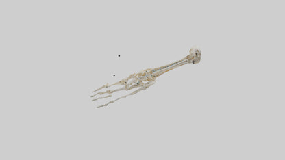 Human Arm Skeleton model VR / AR / low-poly
