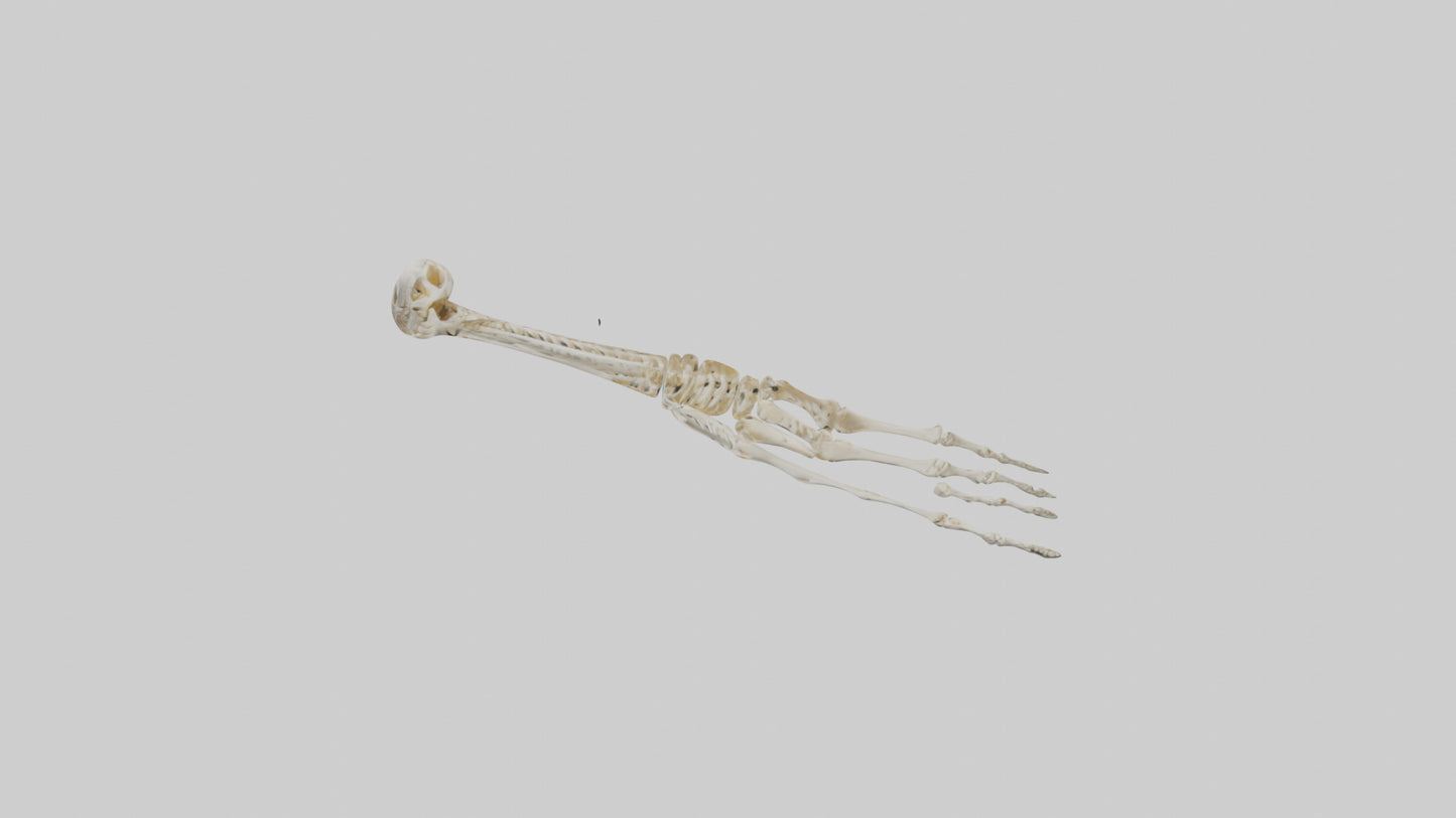 Human Arm Skeleton model VR / AR / low-poly