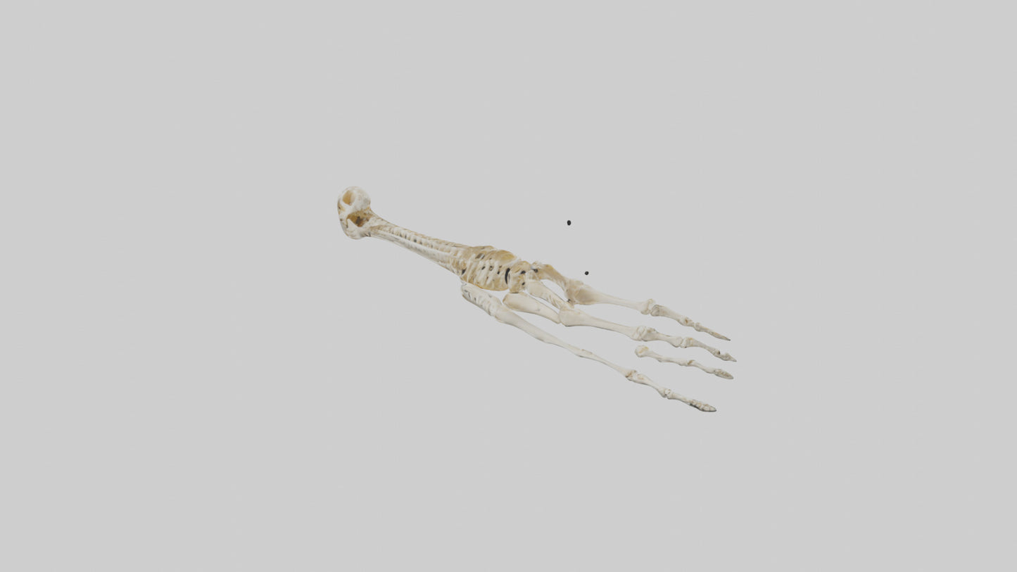 Human Arm Skeleton model VR / AR / low-poly