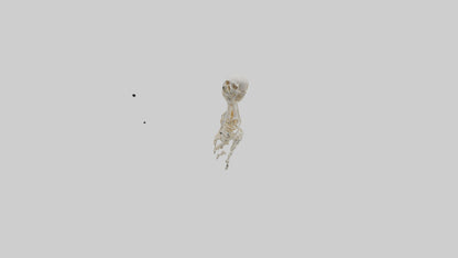 Human Arm Skeleton model VR / AR / low-poly