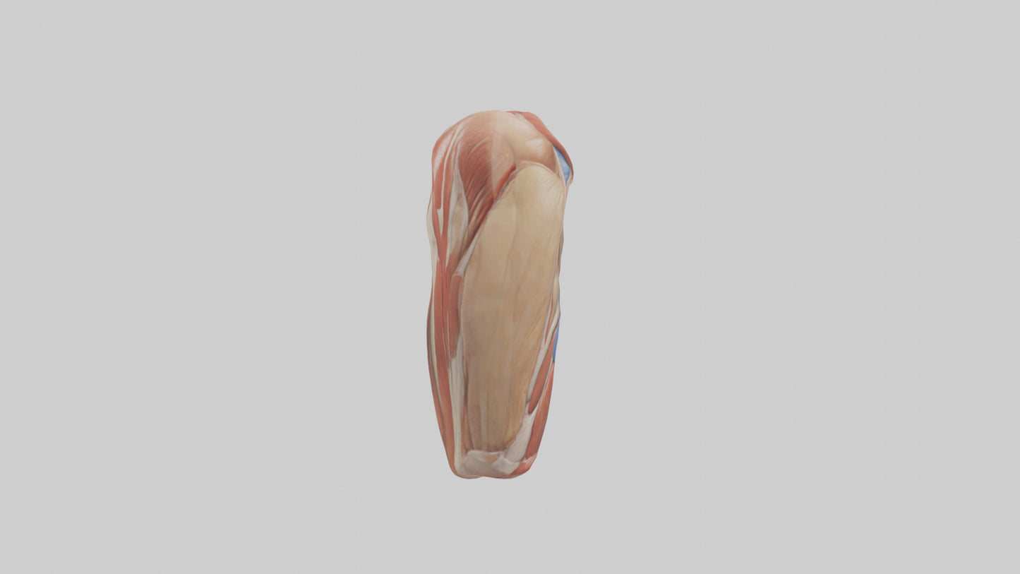 Human Biceps Anatomy Model VR / AR / low-poly