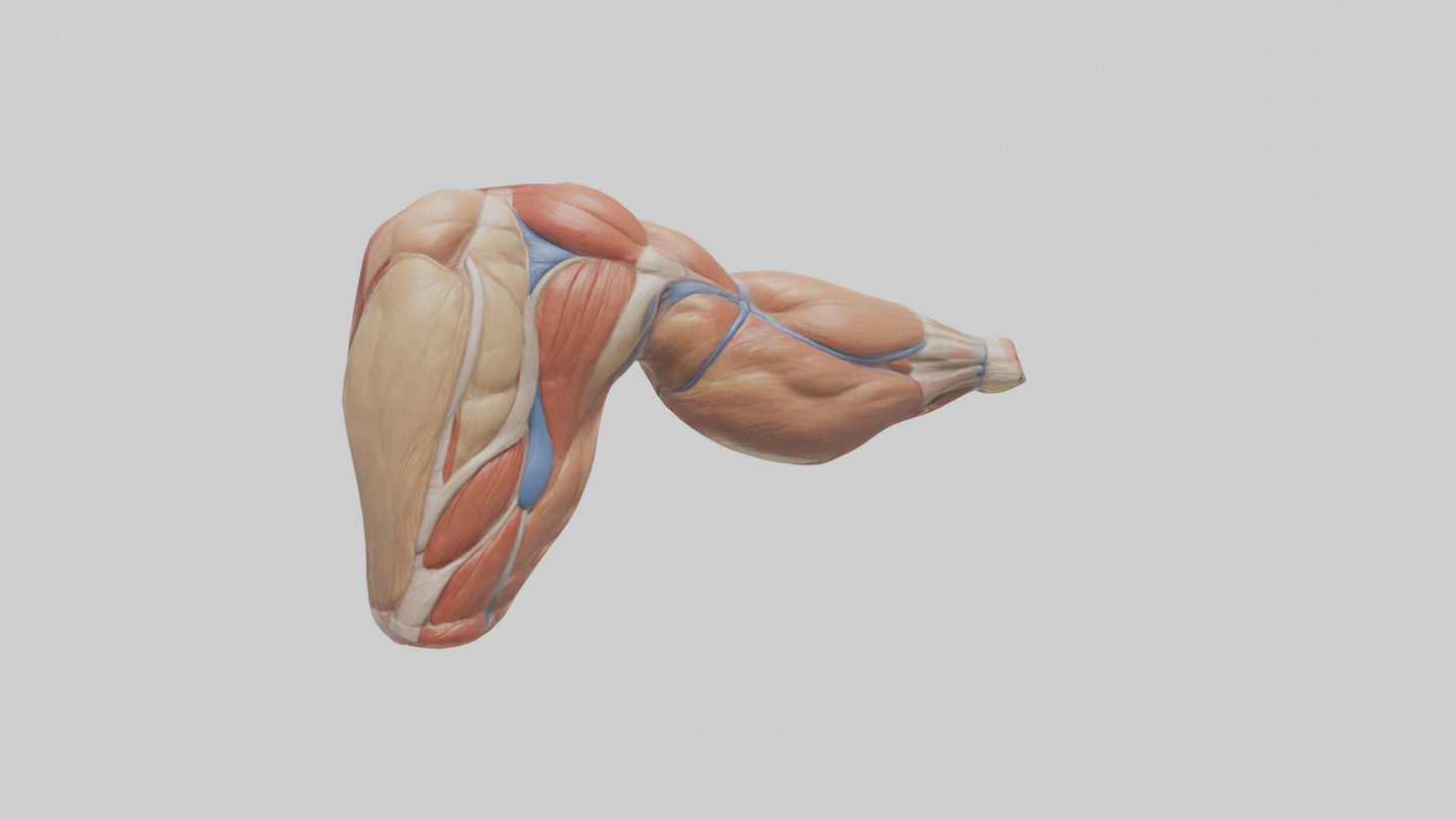 Human Biceps Anatomy Model VR / AR / low-poly