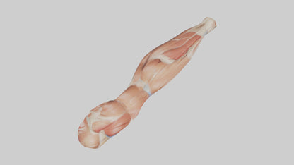 Human Biceps Anatomy Model VR / AR / low-poly