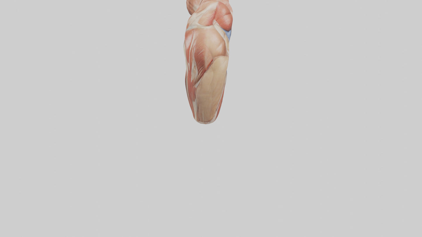 Human Biceps Anatomy Model VR / AR / low-poly
