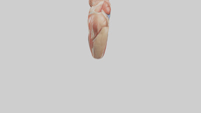 Human Biceps Anatomy Model VR / AR / low-poly