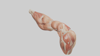 Human Biceps Anatomy Model VR / AR / low-poly