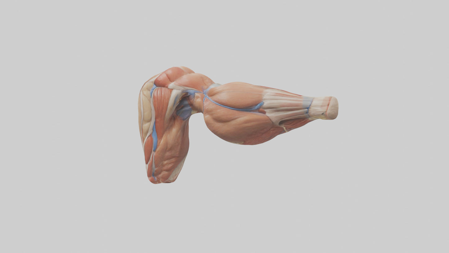 Human Biceps Anatomy Model VR / AR / low-poly