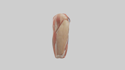 Human Biceps Anatomy Model VR / AR / low-poly