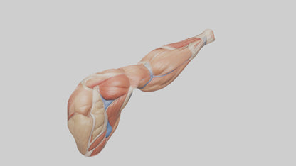 Human Biceps Anatomy Model VR / AR / low-poly