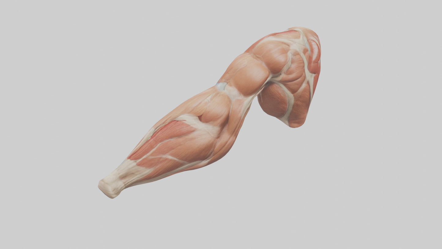 Human Biceps Anatomy Model VR / AR / low-poly