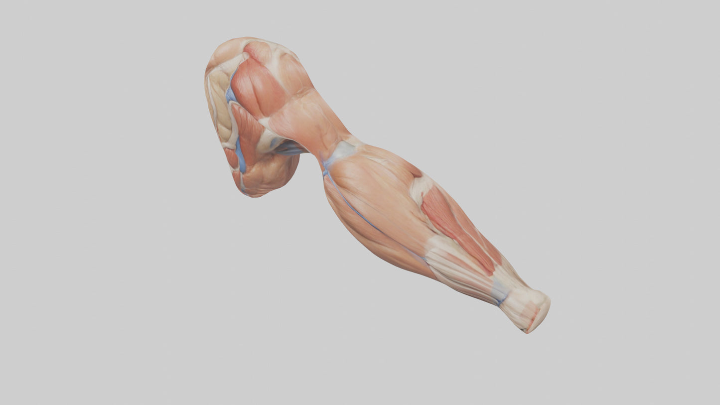 Human Biceps Anatomy Model VR / AR / low-poly