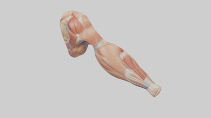 Human Biceps Anatomy Model VR / AR / low-poly