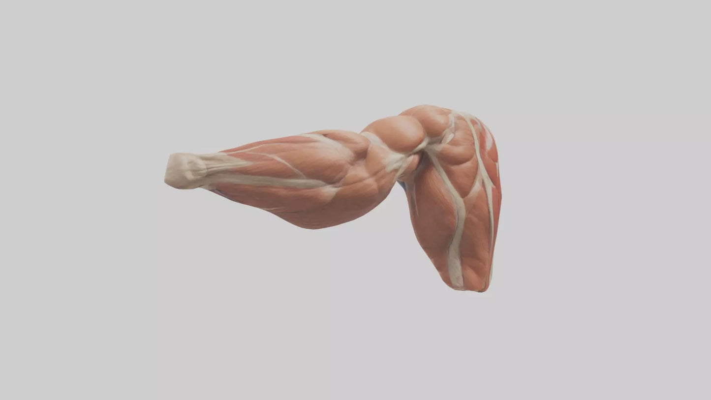 Human Biceps Anatomy Model VR / AR / low-poly