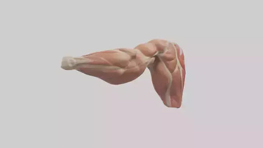 Human Biceps Anatomy Model VR / AR / low-poly
