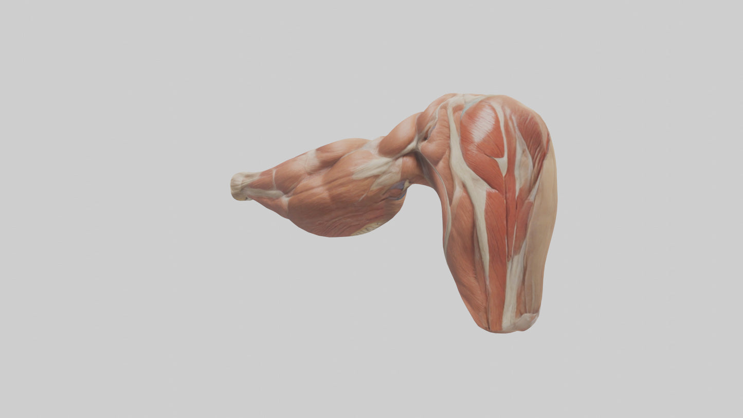 Human Biceps Anatomy Model VR / AR / low-poly