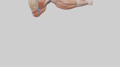 Human Biceps Anatomy Model VR / AR / low-poly