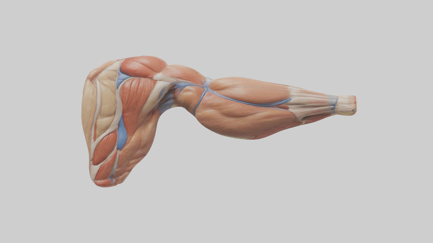 Human Biceps Anatomy Model VR / AR / low-poly