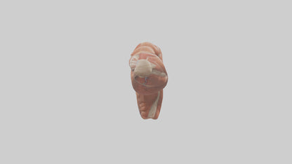 Human Biceps Anatomy Model VR / AR / low-poly