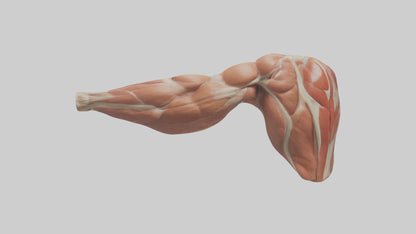 Human Biceps Anatomy Model VR / AR / low-poly