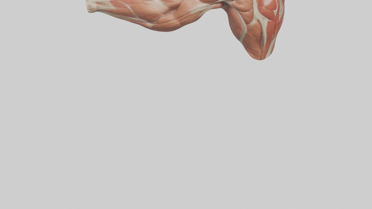Human Biceps Anatomy Model VR / AR / low-poly