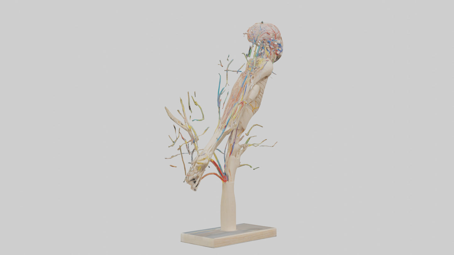 Human Brachial Plexus Model VR / AR / low-poly