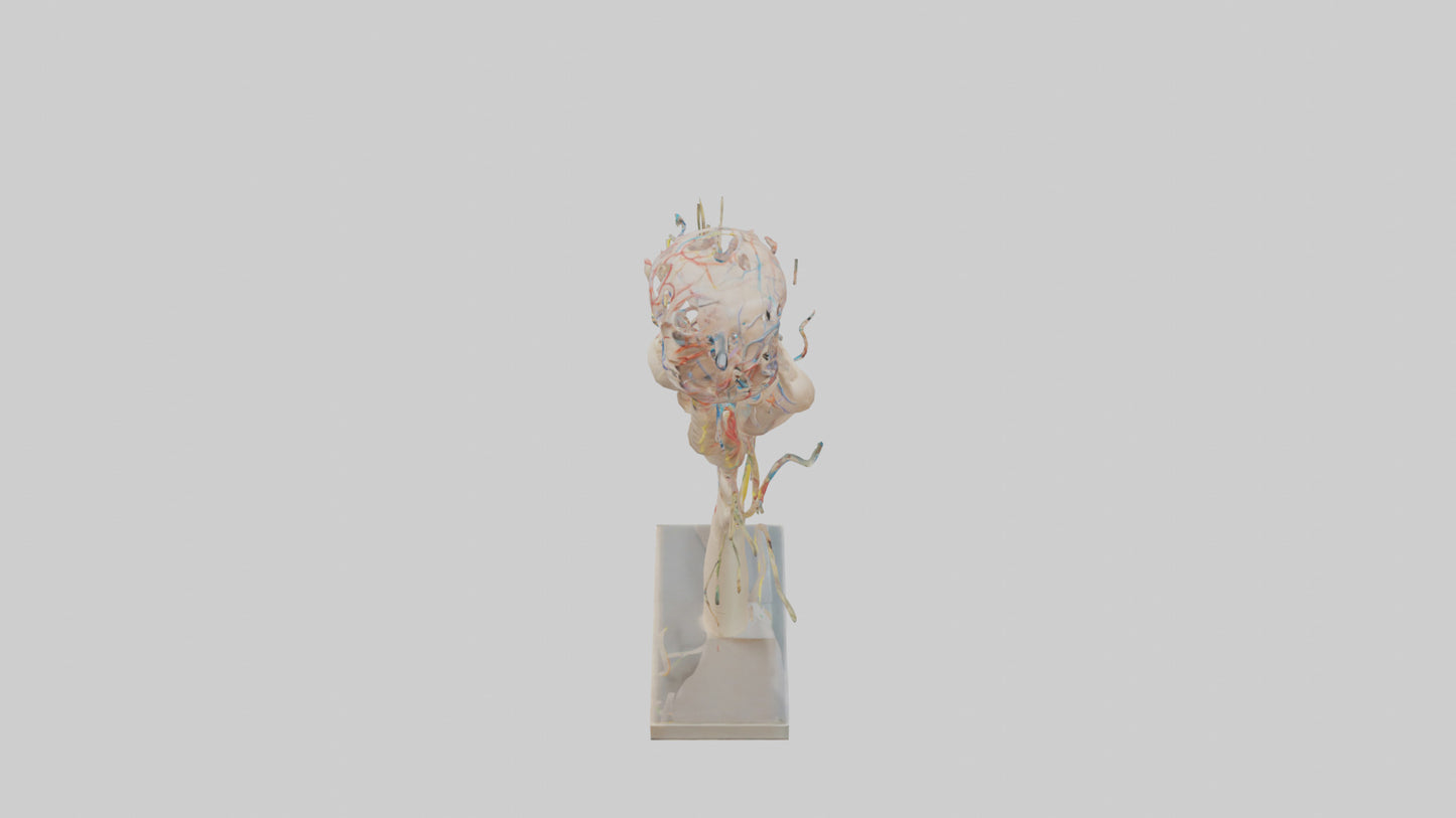 Human Brachial Plexus Model VR / AR / low-poly