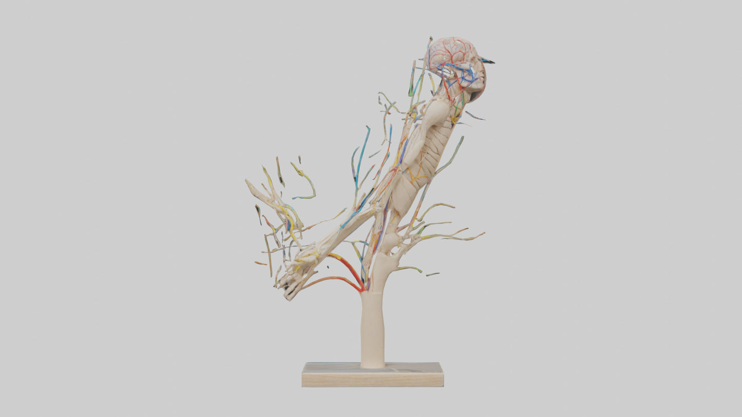 Human Brachial Plexus Model VR / AR / low-poly