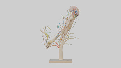 Human Brachial Plexus Model VR / AR / low-poly