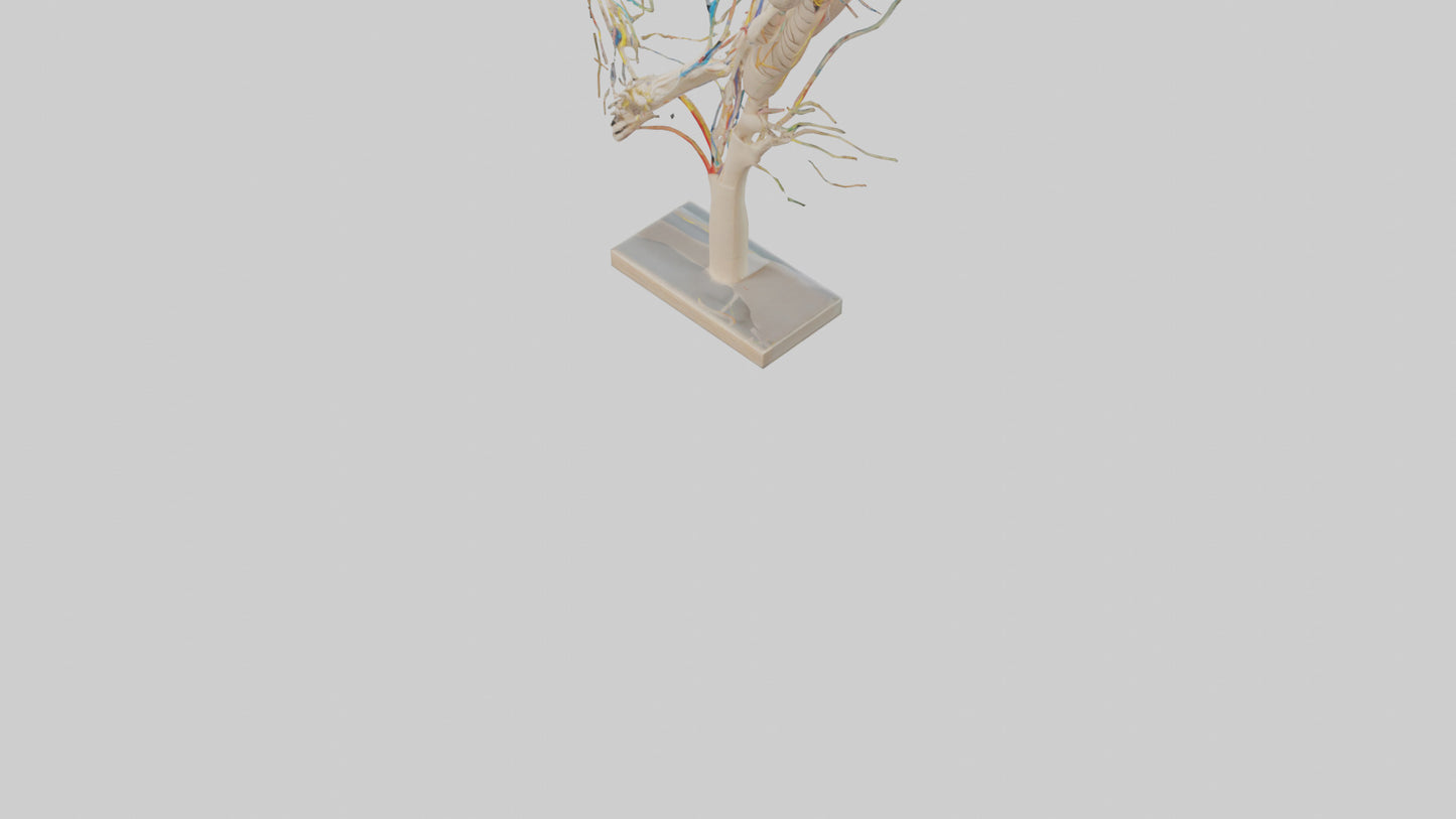 Human Brachial Plexus Model VR / AR / low-poly