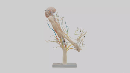 Human Brachial Plexus Model VR / AR / low-poly