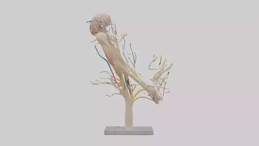 Human Brachial Plexus Model VR / AR / low-poly