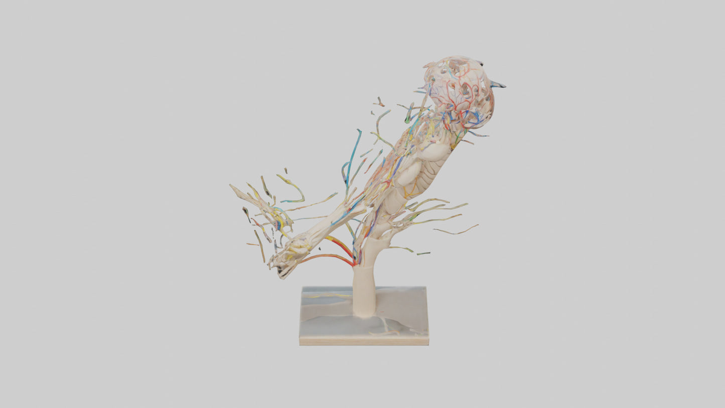 Human Brachial Plexus Model VR / AR / low-poly