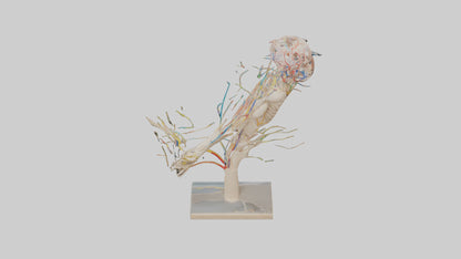 Human Brachial Plexus Model VR / AR / low-poly