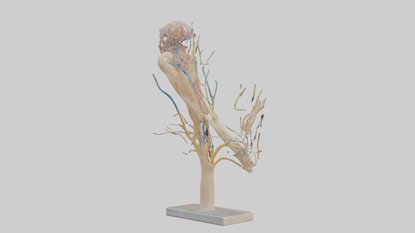 Human Brachial Plexus Model VR / AR / low-poly
