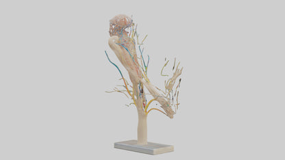 Human Brachial Plexus Model VR / AR / low-poly