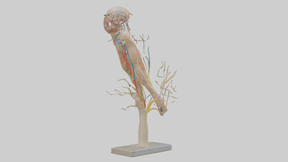 Human Brachial Plexus Model VR / AR / low-poly