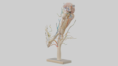 Human Brachial Plexus Model VR / AR / low-poly
