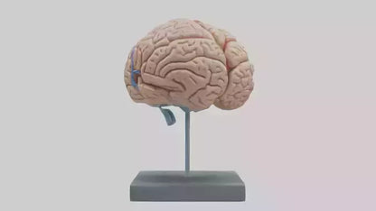 Human Brain Model VR / AR / low-poly