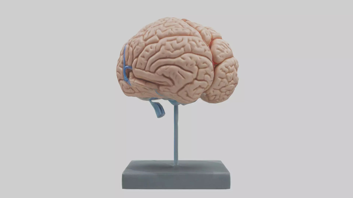 Human Brain Model VR / AR / low-poly