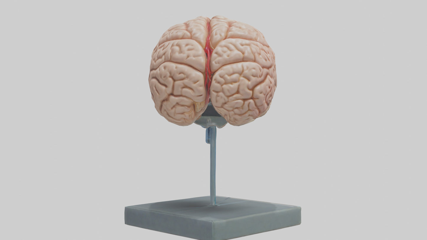 Human Brain Model VR / AR / low-poly