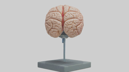 Human Brain Model VR / AR / low-poly