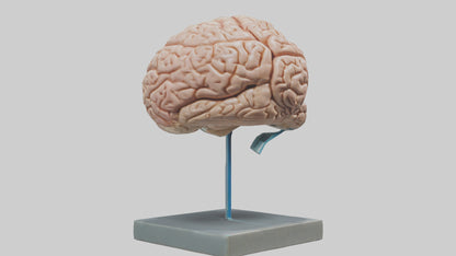 Human Brain Model VR / AR / low-poly