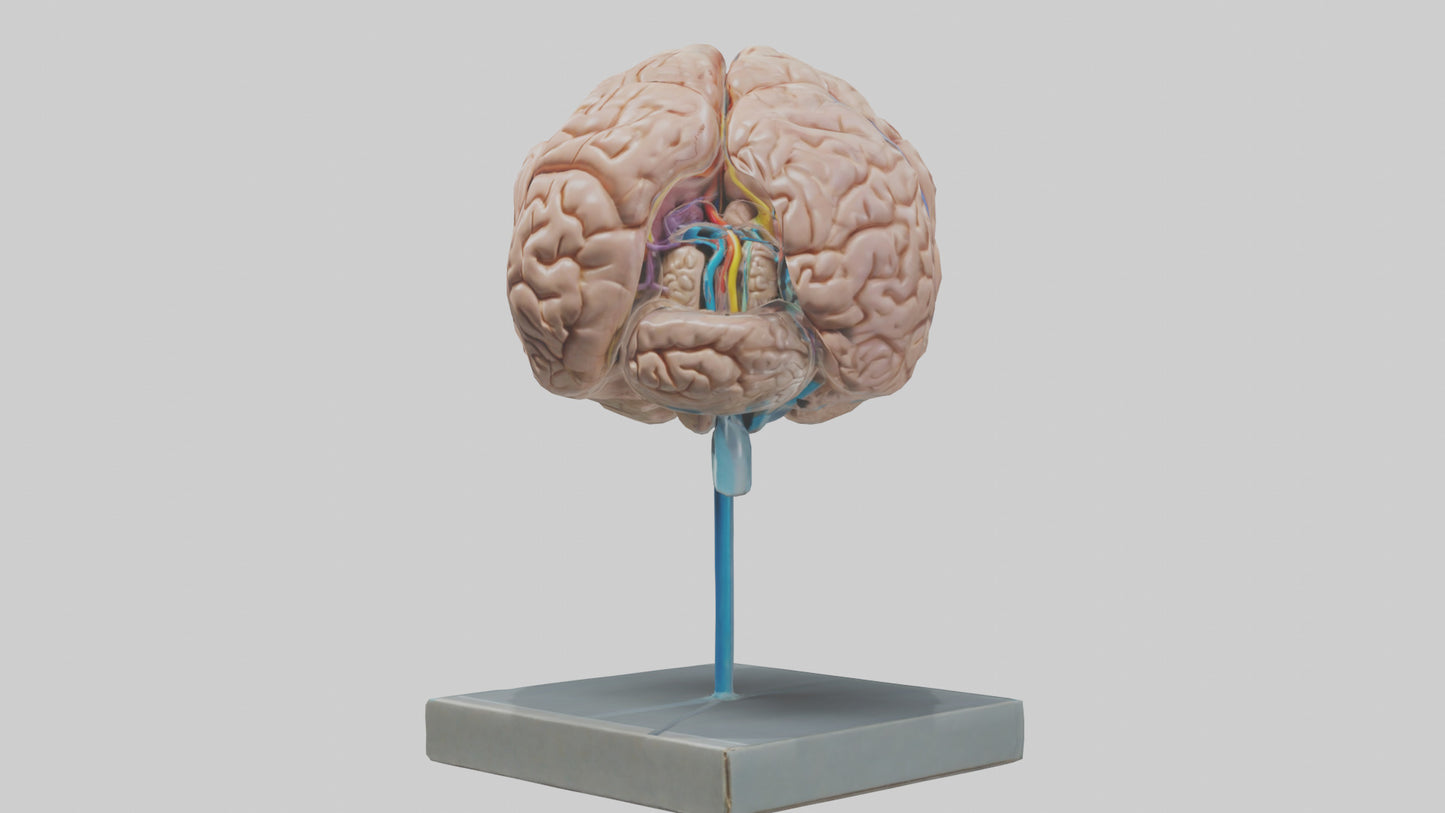 Human Brain Model VR / AR / low-poly