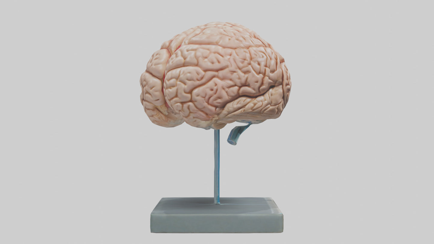 Human Brain Model VR / AR / low-poly