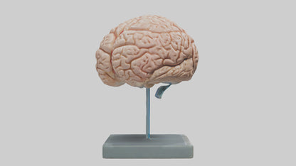 Human Brain Model VR / AR / low-poly