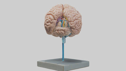 Human Brain Model VR / AR / low-poly